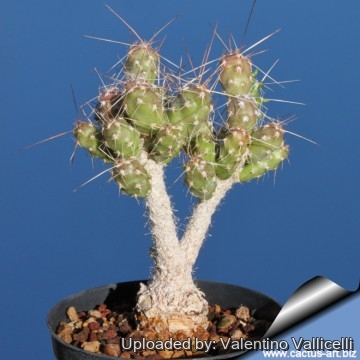 2074 valentino Valentino Vallicelli